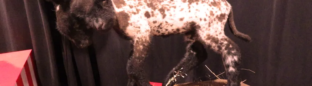 Oddities and Curiosities Expo