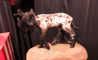 Oddities and Curiosities Expo