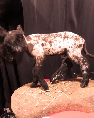 Oddities and Curiosities Expo - 2 Day Pass event